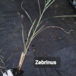 Zebrinus